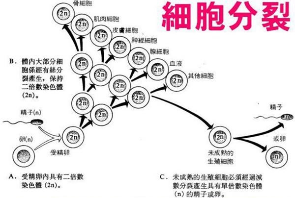 小鼠杂交瘤细胞；HER-2价格