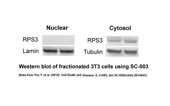 SC-003 Minute™ 细胞质和细胞核分离试剂盒(细胞