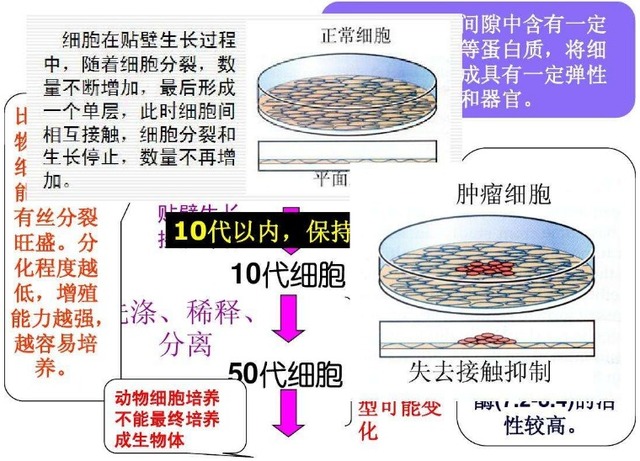 人胃癌细胞；MKN-74