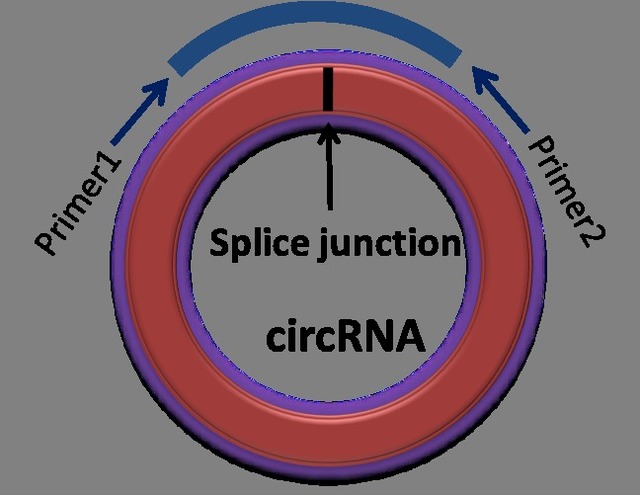 circRNA测序年终促销大优惠