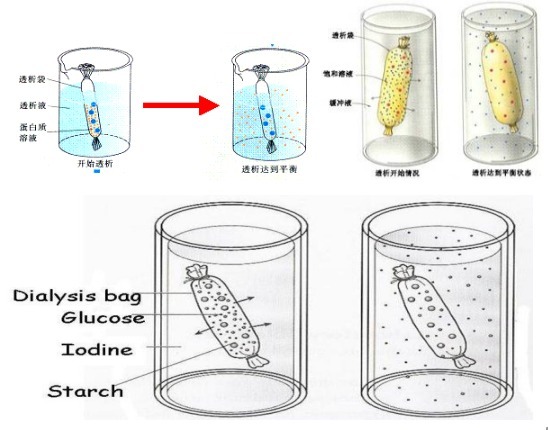 再生纤维素透析袋（12000-14000），10mm,0.3
