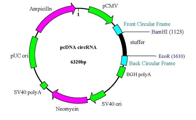 说明: D:\1公司\文献及参考资料\cirRNA\英拜circRNA表达载体图谱.tif