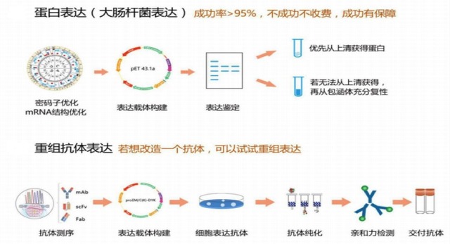 松弛肽(RLN)重组蛋白