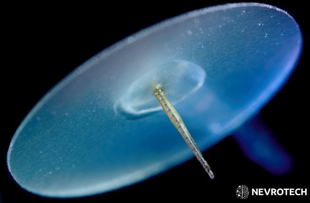 微电极和电极阵列