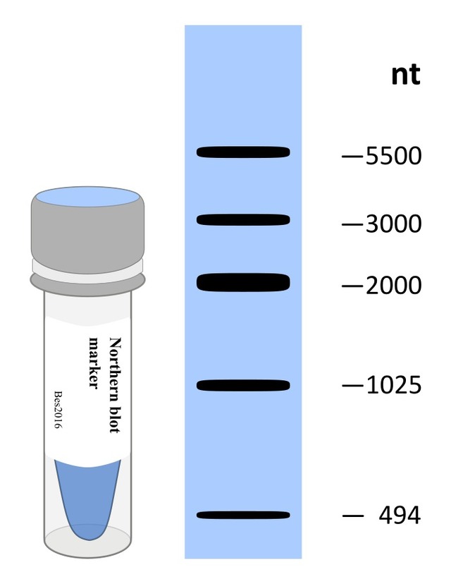 Northern blot Marker-DIG/Bioti