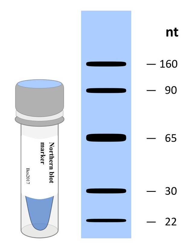 Northern blot Marker-DIG/Bioti