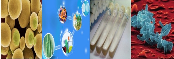 嗜温鞘氨醇杆菌