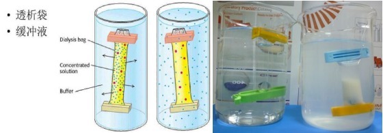   纤维素透析袋（100-500），10mm,0.32ML／