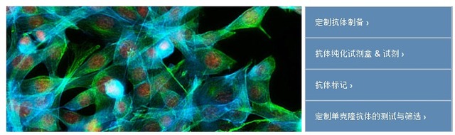 Rho相关蛋白激酶2