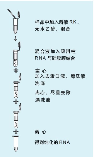 RNAclean RNA纯化试剂盒