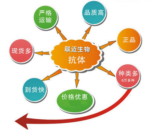 转化生长因子β4抗体TGF β4