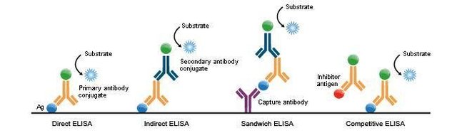 人抗凝血酶III(AT III)酶联免疫分析试剂盒图片