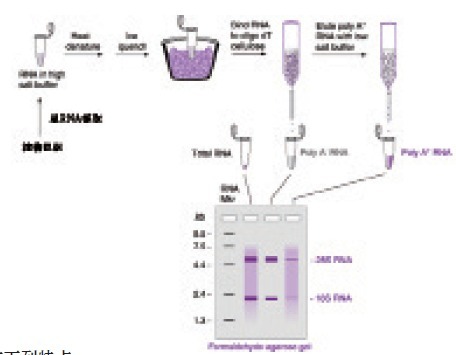 一站式植物mRNAOUT