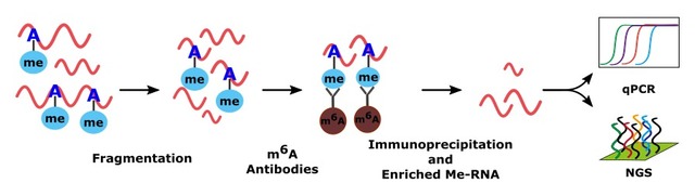 RNA甲基化免疫共沉淀技术(m5C,m6A,m7G MeRI