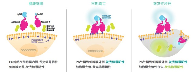 RealTime-Glo™ Annexin V Apopto