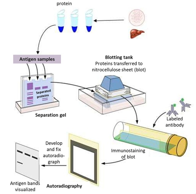 Western Blot