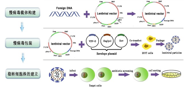 慢病毒转染稳转细胞系构建