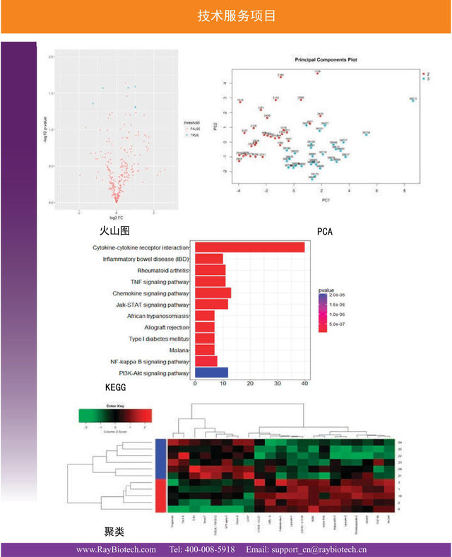 RayBiotech抗体芯片技术服务