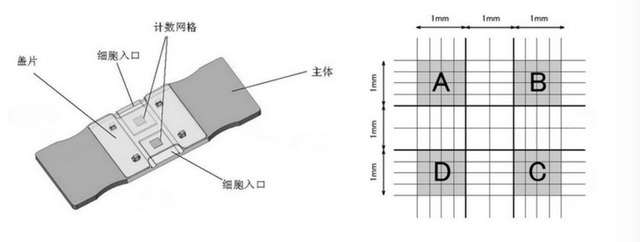 人膀胱癌细胞，5637