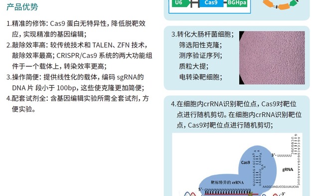 支原体检测试剂盒Mycoplasma Detection K