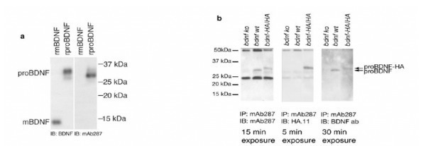 FITC标记的兔抗人IgM