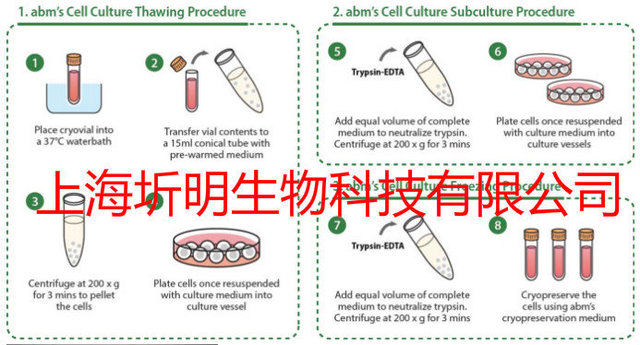小鼠骨髓来源内皮祖细胞