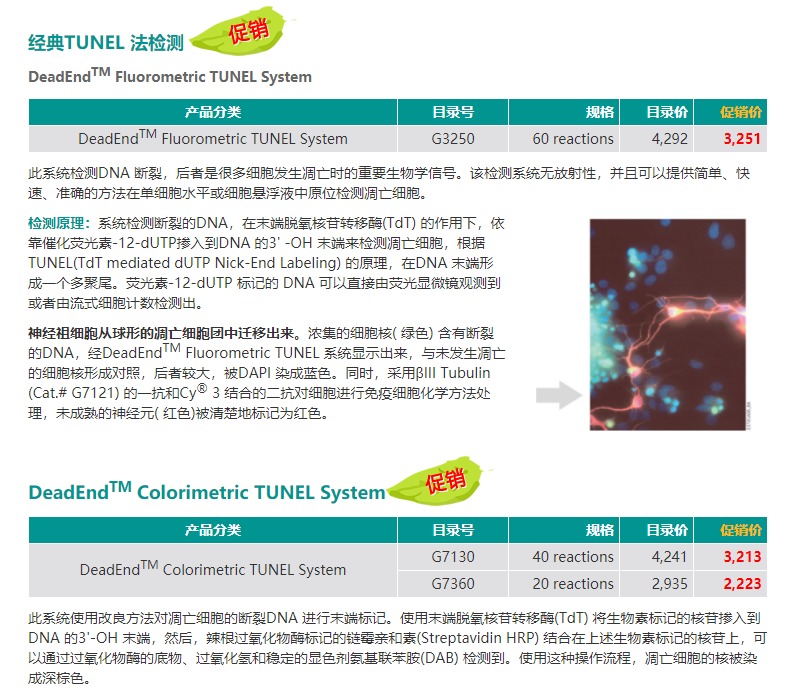 Promega细胞凋亡检测