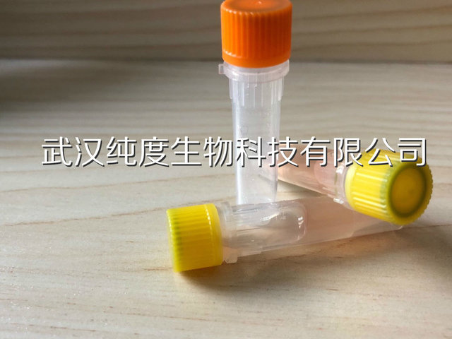 IFNgamma干扰素-γ/IFN-γ抗体