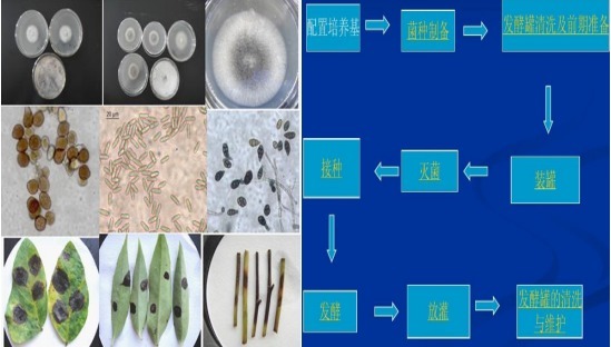 副溶血性弧菌生化鉴定条（新国标）