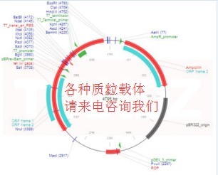 pCMV-AD (pCMVAD )（60908-1960）质