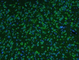 A型流感病毒H5N1凝集素免疫荧光抗体