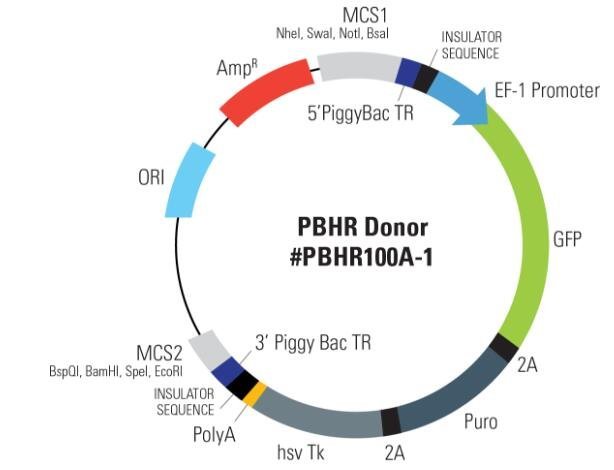 PBHR100A-1 SBI PiggyBac Ge