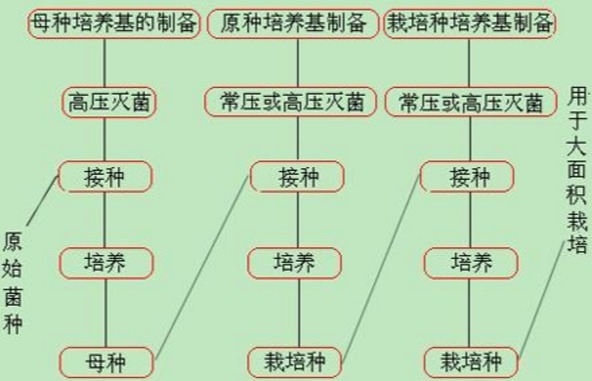 枯草杆菌BS168菌种