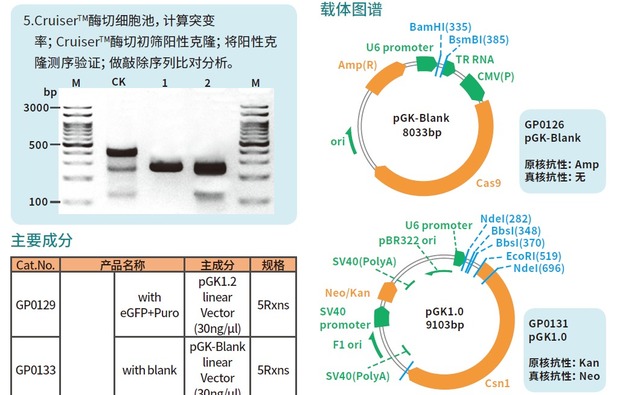 支原体检测试剂盒Mycoplasma Detection K