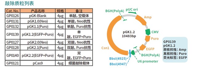 支原体检测试剂盒Mycoplasma Detection K