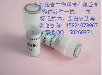 肌球蛋白结合蛋白C免疫荧光抗体