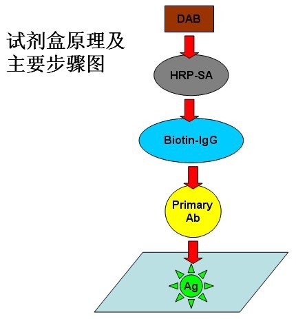 人apelin12(AP12)免疫组化Ki