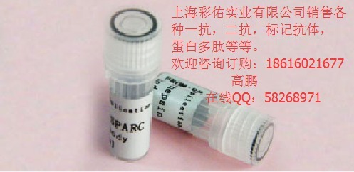 膜粘连蛋白8免疫组化荧光抗体