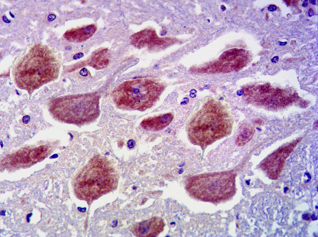 代做免疫组化实验