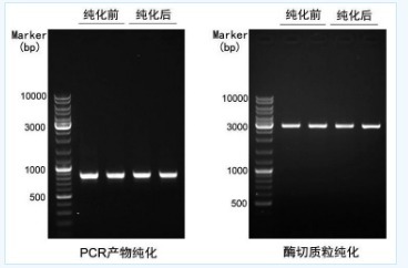 PCR纯化试剂盒/DNA纯化试剂盒