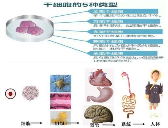 细胞传代（瓶）