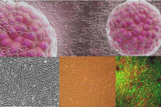 人脂肪间充质干细胞无血清培养基
