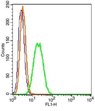 β-肌动蛋白/β-Actin 抗体（内参抗体）