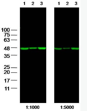 β-肌动蛋白/β-Actin 抗体（内参抗体）