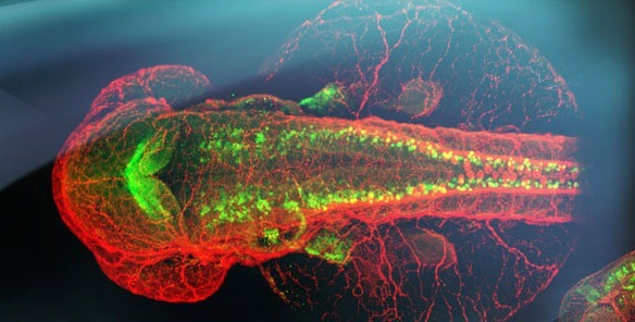 斑马鱼FEZF2抗体