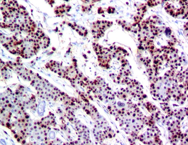 代做免疫组化实验