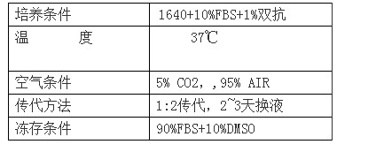 小鼠白血病细胞