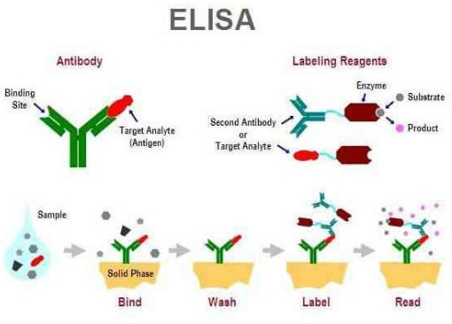 人超氧化物歧化酶(SOD)ELISA kit