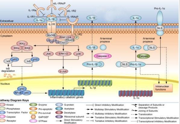 Mouse IL-1β ELISA Kit小鼠白细胞介素1β