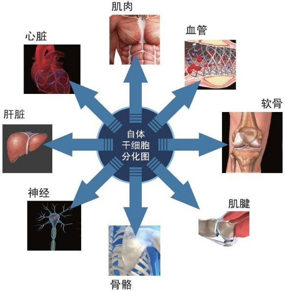 10×Genomics单细胞转录组测序